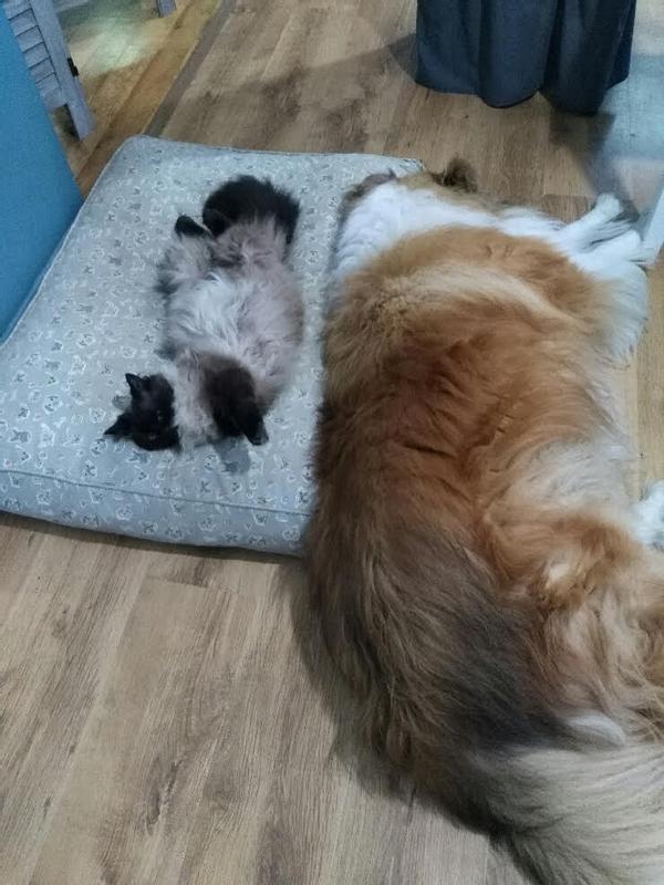 Sunshine Girl and Shadow