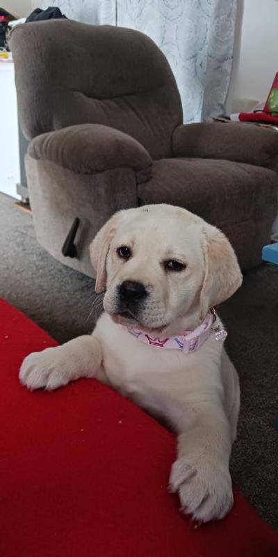 Annie at 9 weeks old