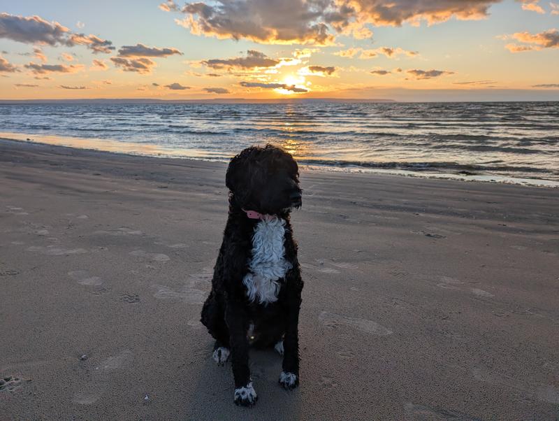 Miss Maizie living her best beach life!