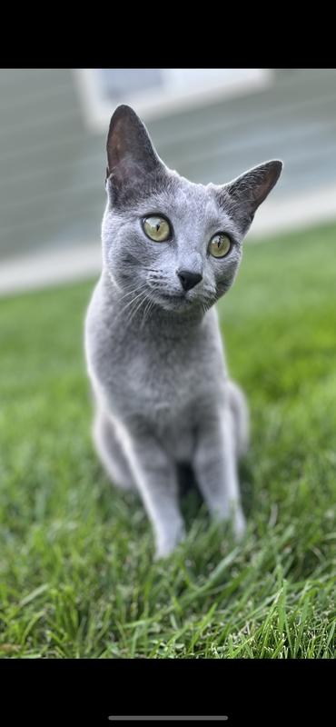 A happy cat is a healthy cat