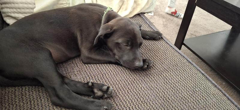 Puppy naps on a full belly