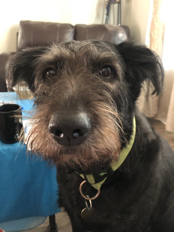 Keiras living proof of being a healthy dog