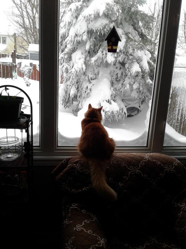 Watching the snow fall