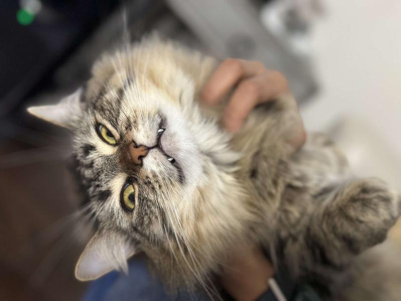 Photo - commentaire 5.