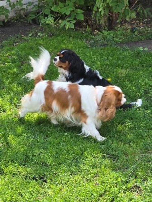 Purina keeps my dogs looking great and healthy.