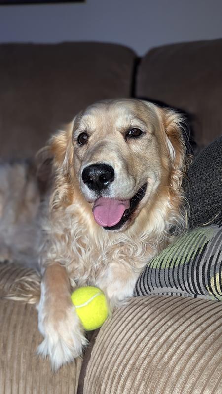 Luna loves her ball