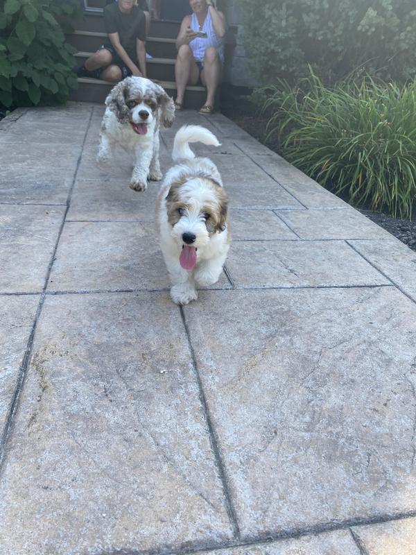 Ben chasing his brother.