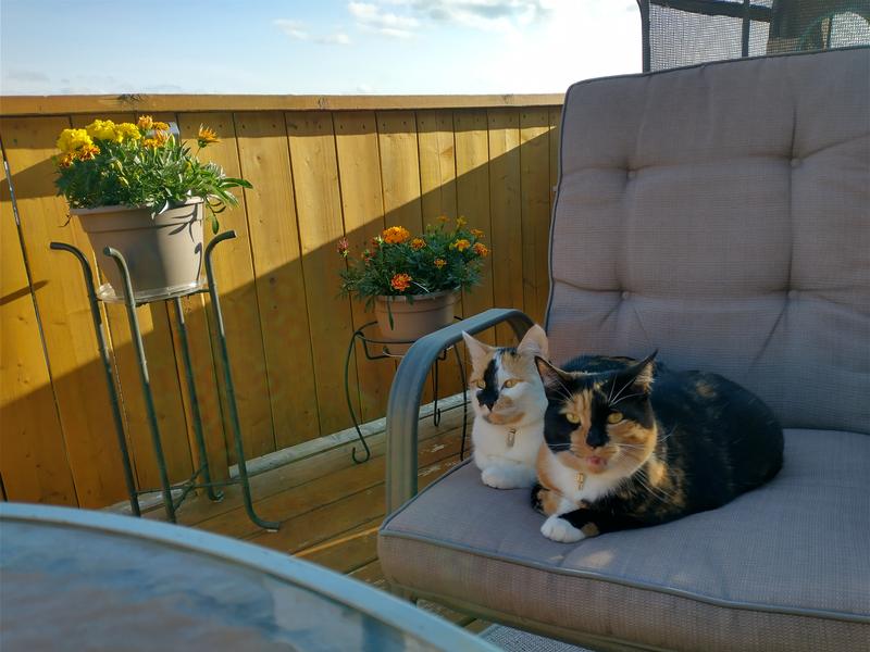 Panda and Pixie sunning & birdwatching on the patio