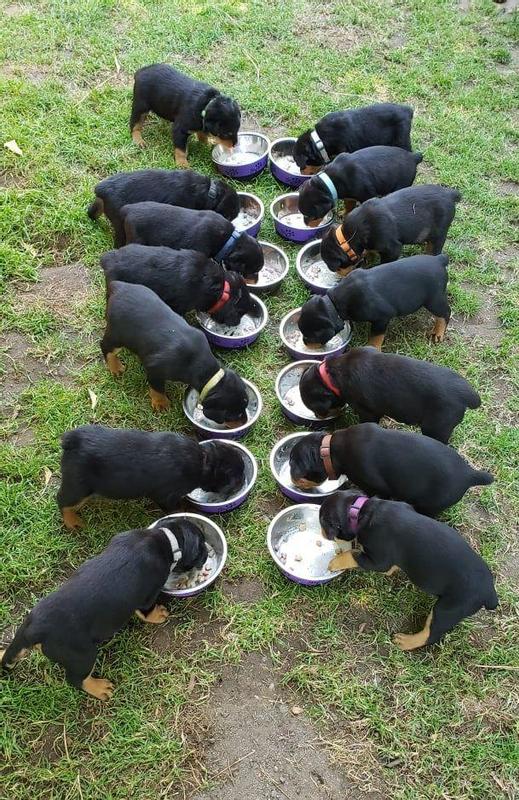 Good food, and good manners.