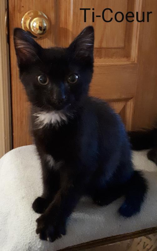 Mon petit dernier Ti-Coeur