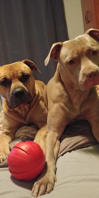 Gunner and his sister yeyo