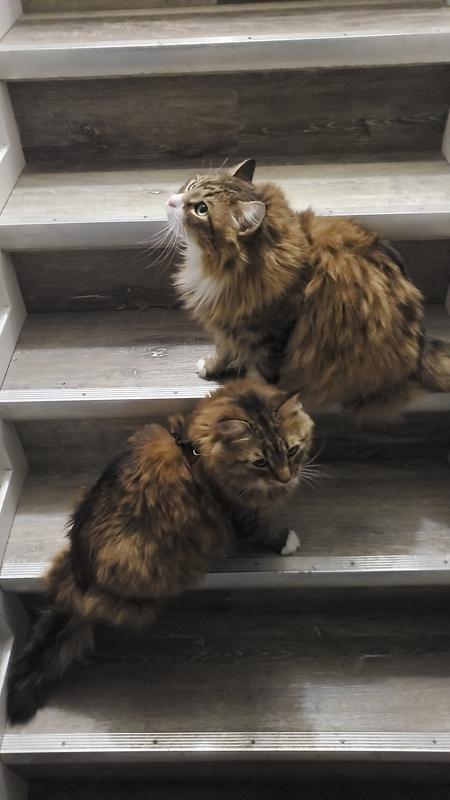 Furry is an understatement, they're both about 3ft but when they bunch up; they're all fur