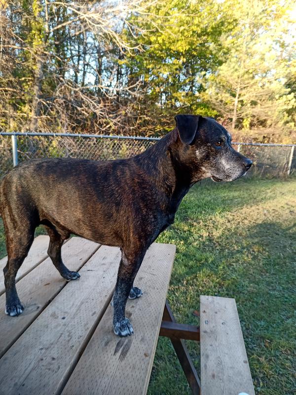 Waiting for a friend at the dog park