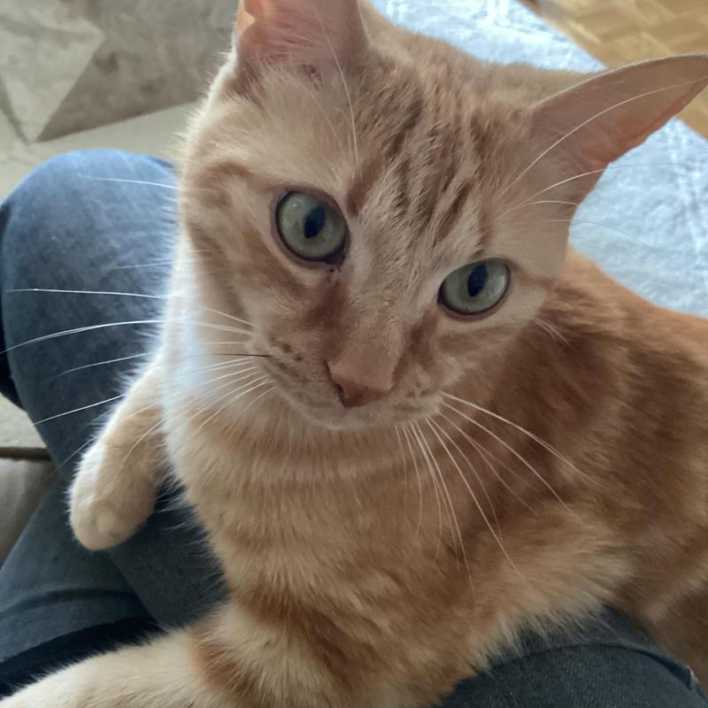 My precious Ellington - a real lap cat.