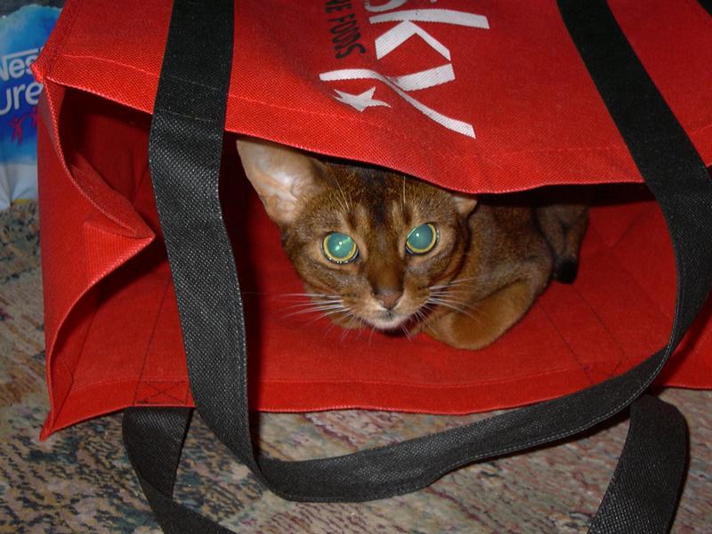 Do you think I can be seen hiding here