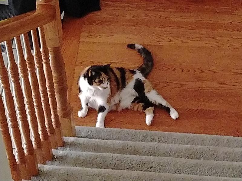 the cat who eats it the most