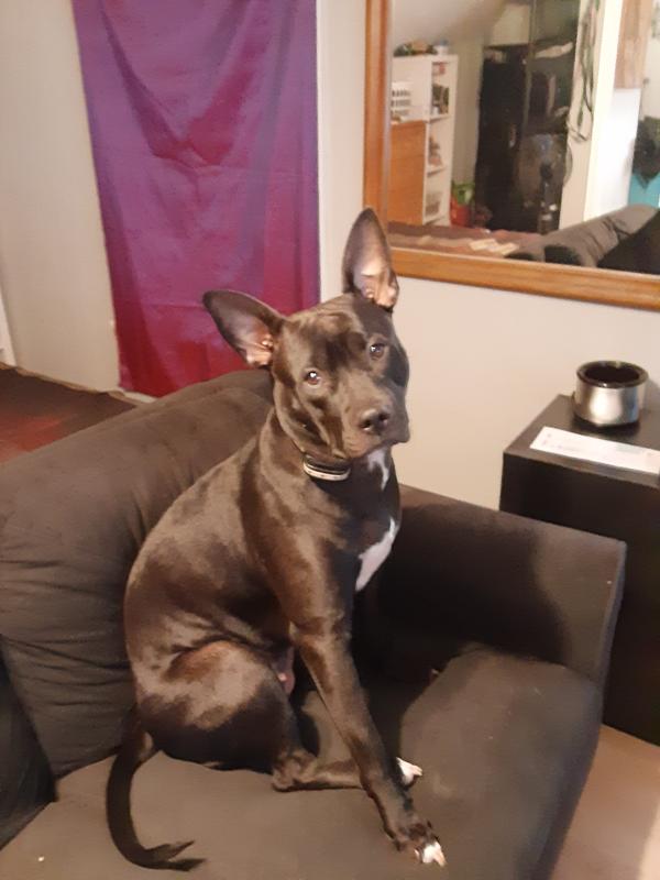 hi