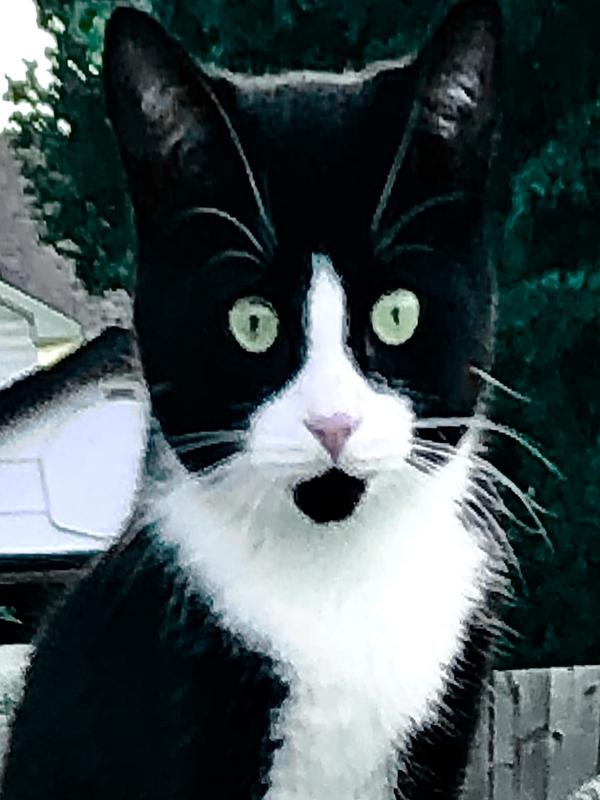 Where’s my friskies!!!