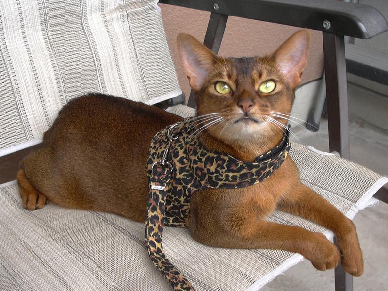 I really enjoy summer on the balcony...birds are closer!