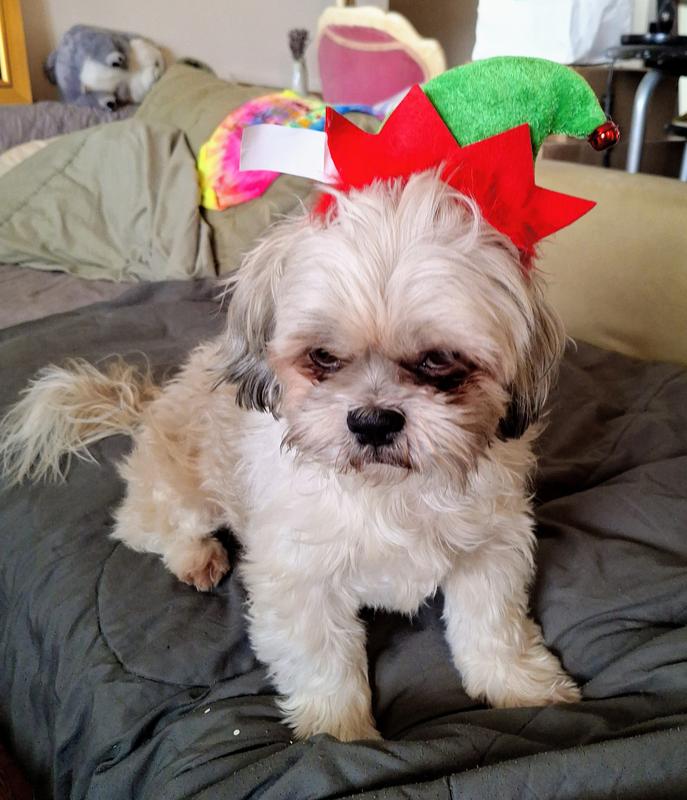 Buddy Christmas is coming