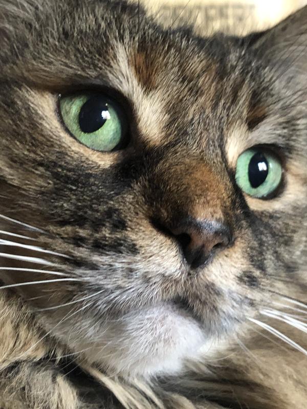 I look this good at 15 because of Purina cat food