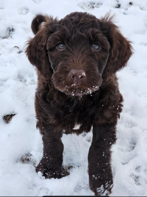My Stella as a puppy before she broke her back leg.