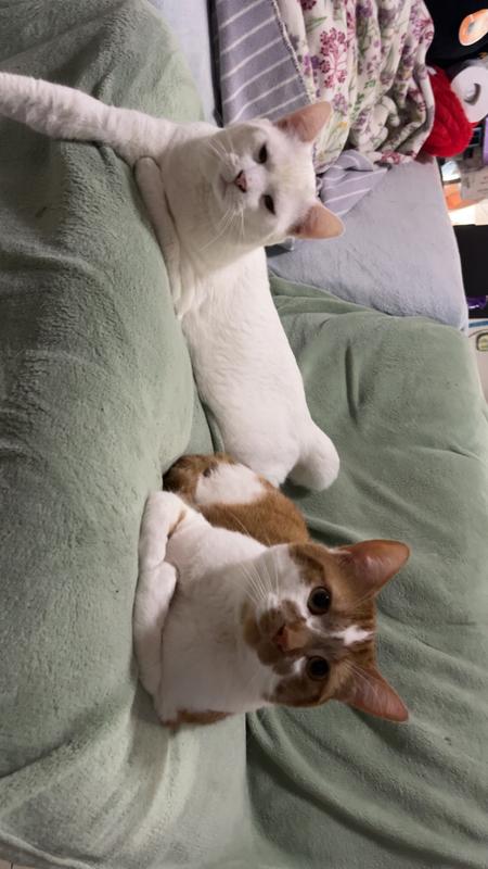 These are my two cats Luna (the white cat) and Toffee (the orange and white cat) they really hope to win cat food for a year!