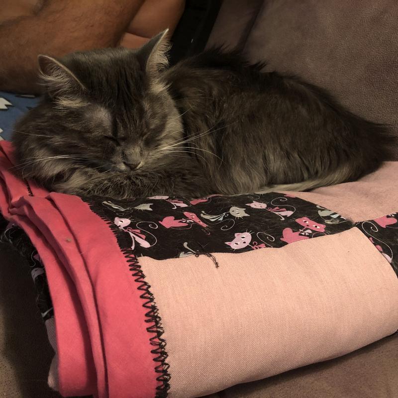 Missy enjoying an after supper nap.