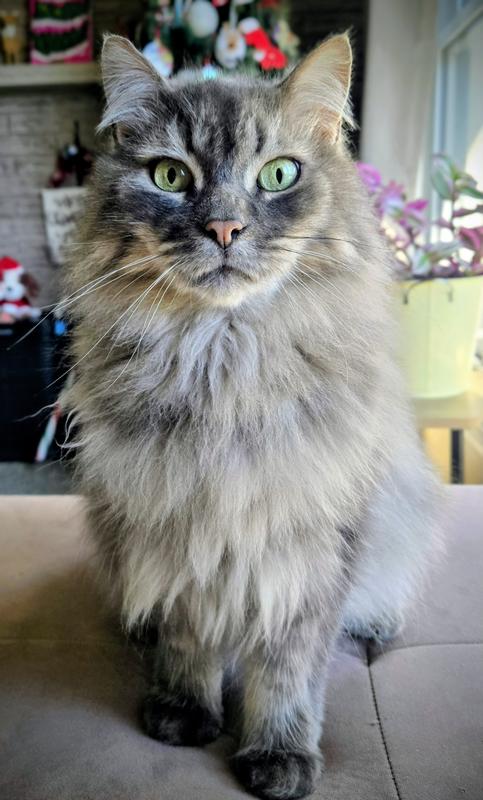 Our handsome fluffy Axel