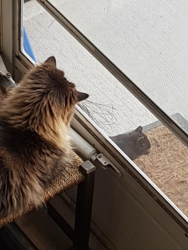 Mishks and his squirrel buddy