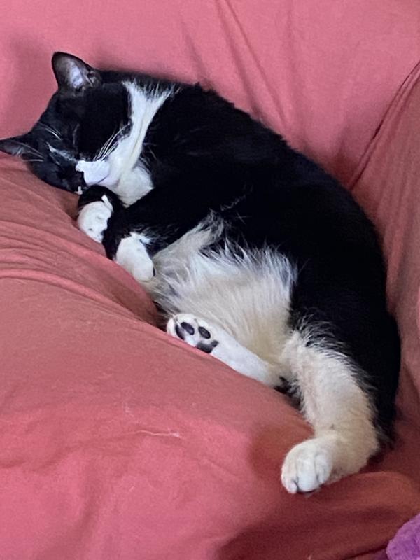 My favourite napping place