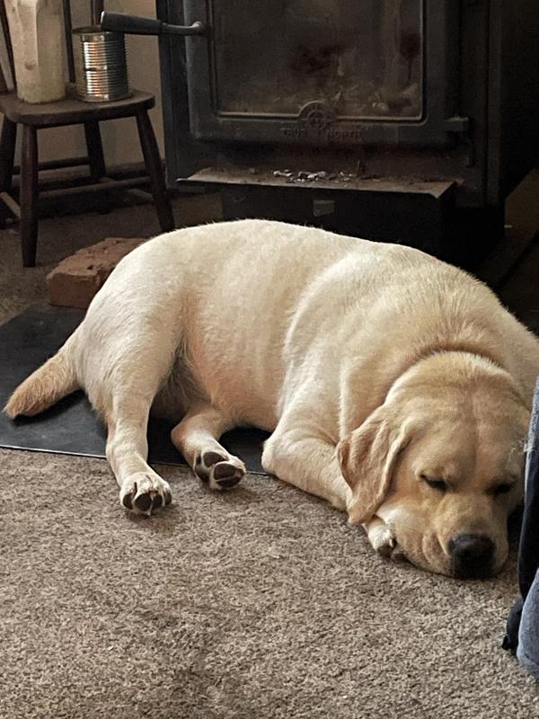 Our beautiful girl Annie at 2 years old, she is a lot bigger now ❤️