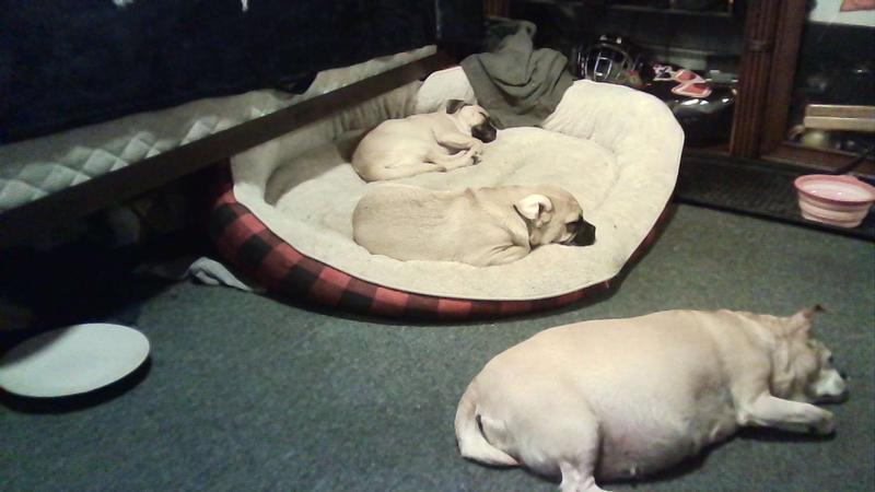 maddie and jjdabosse and princess molly