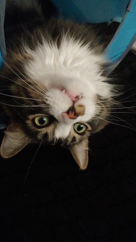 Haven in his cat tent, upside down and goofy 🥰