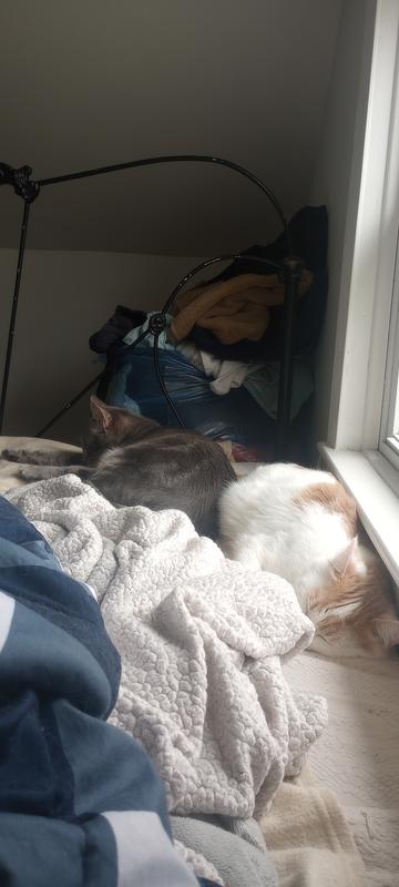 My best friends my cats my babies