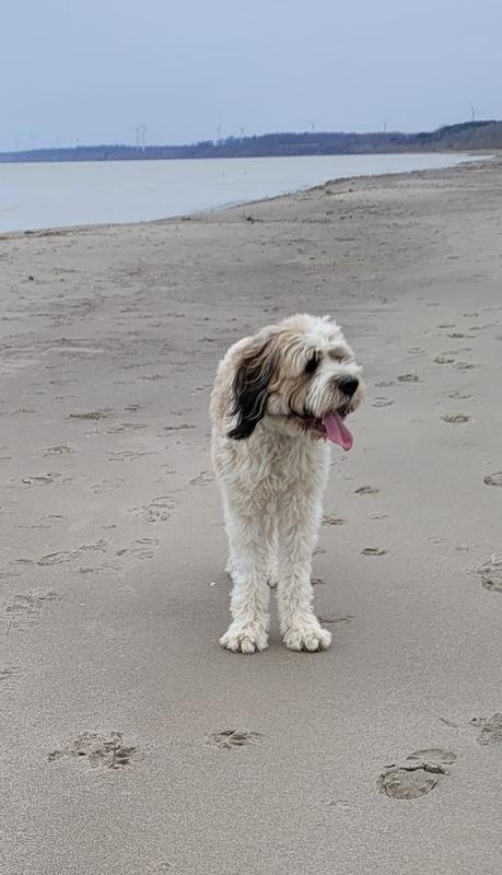 My fussy St.Berdoodle