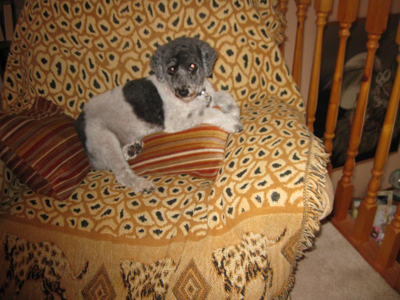 Bella my Parti Poodle