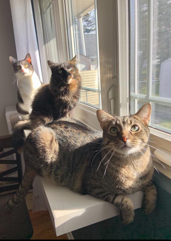 Photo - commentaire&nbsp;7.