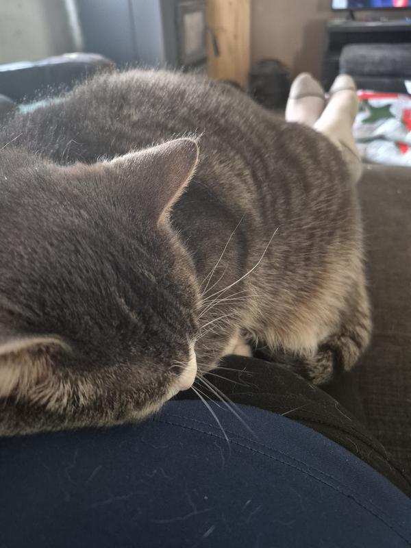 Gus laying on me at 15 lbs