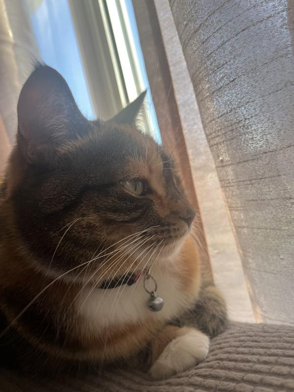 Photo - commentaire&nbsp;2.