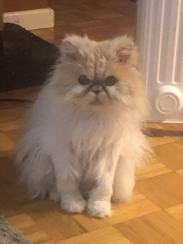 Tygrr waiting for a snack