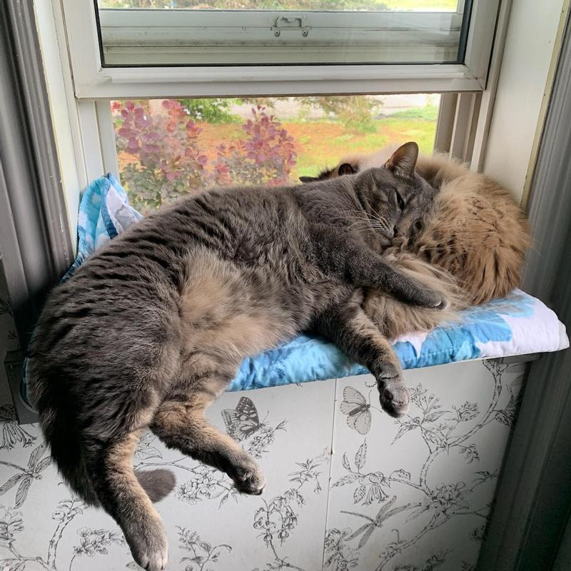 Vinnie Fonzeralli with Sunshine Girl