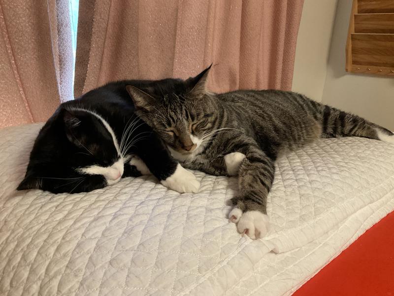 Snuggling together for a nap.