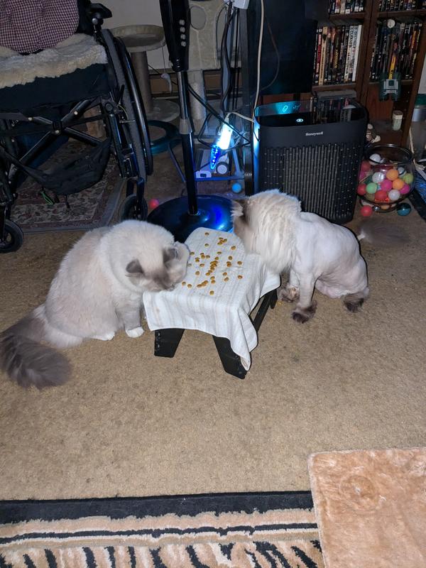 After breakfast bonus