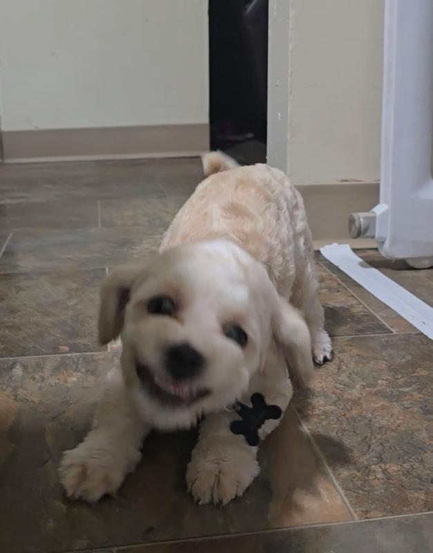 Our beautiful boy Marshmallow(we named him after the roasted marshmallow because of his colors)