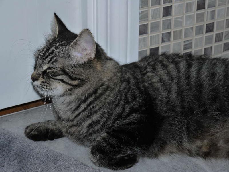 Photo - commentaire&nbsp;8.