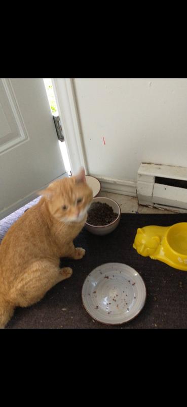 These kitties are just some of the street cats I was able to rescue fix and keep myself some.I was able to get rehomed and fixed your affordable food made a huge difference