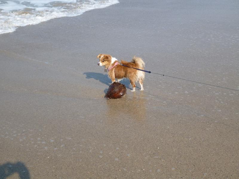Tiki chasing a coconut.