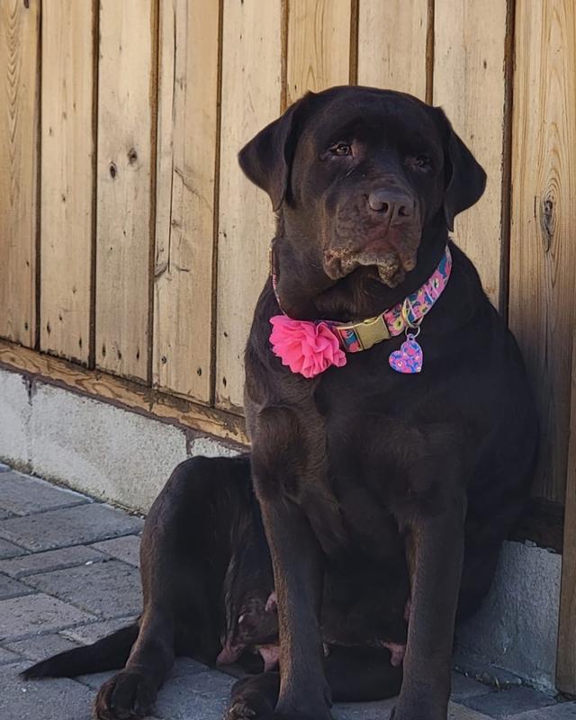 Ireland waiting for her dinner