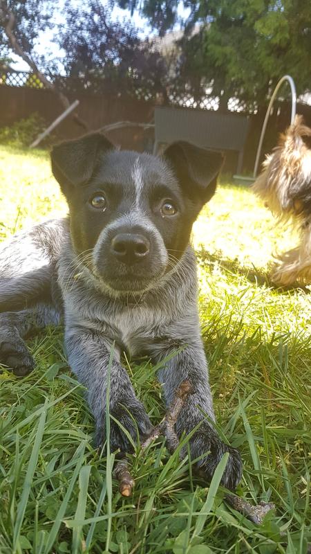 baby Juniper